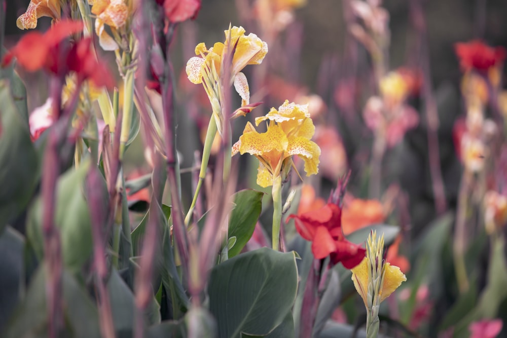 a bunch of flowers that are in the grass