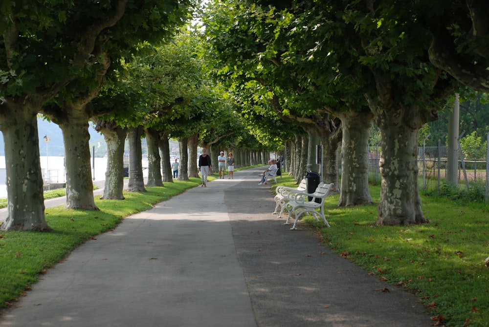 a path lined with trees leading to a beach