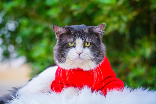 a cat wearing a red shirt and white fur