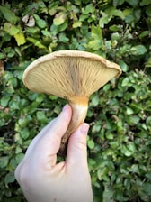 A close-up of a person holding a mushroom with the gills facing the camera, set against a backdrop of lush green leaves.