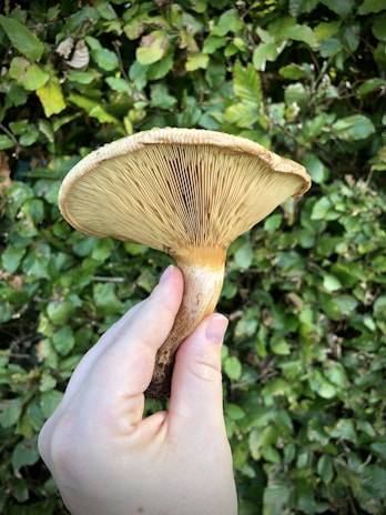 A close-up of a person holding a mushroom with the gills facing the camera, set against a backdrop of lush green leaves.