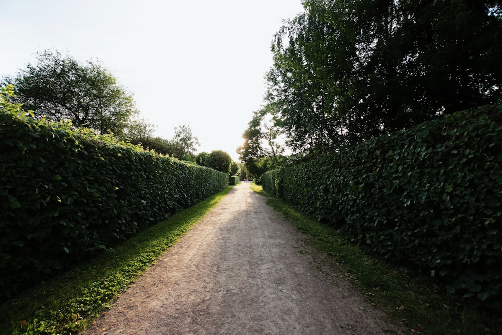 a dirt road surrounded by hedges and trees