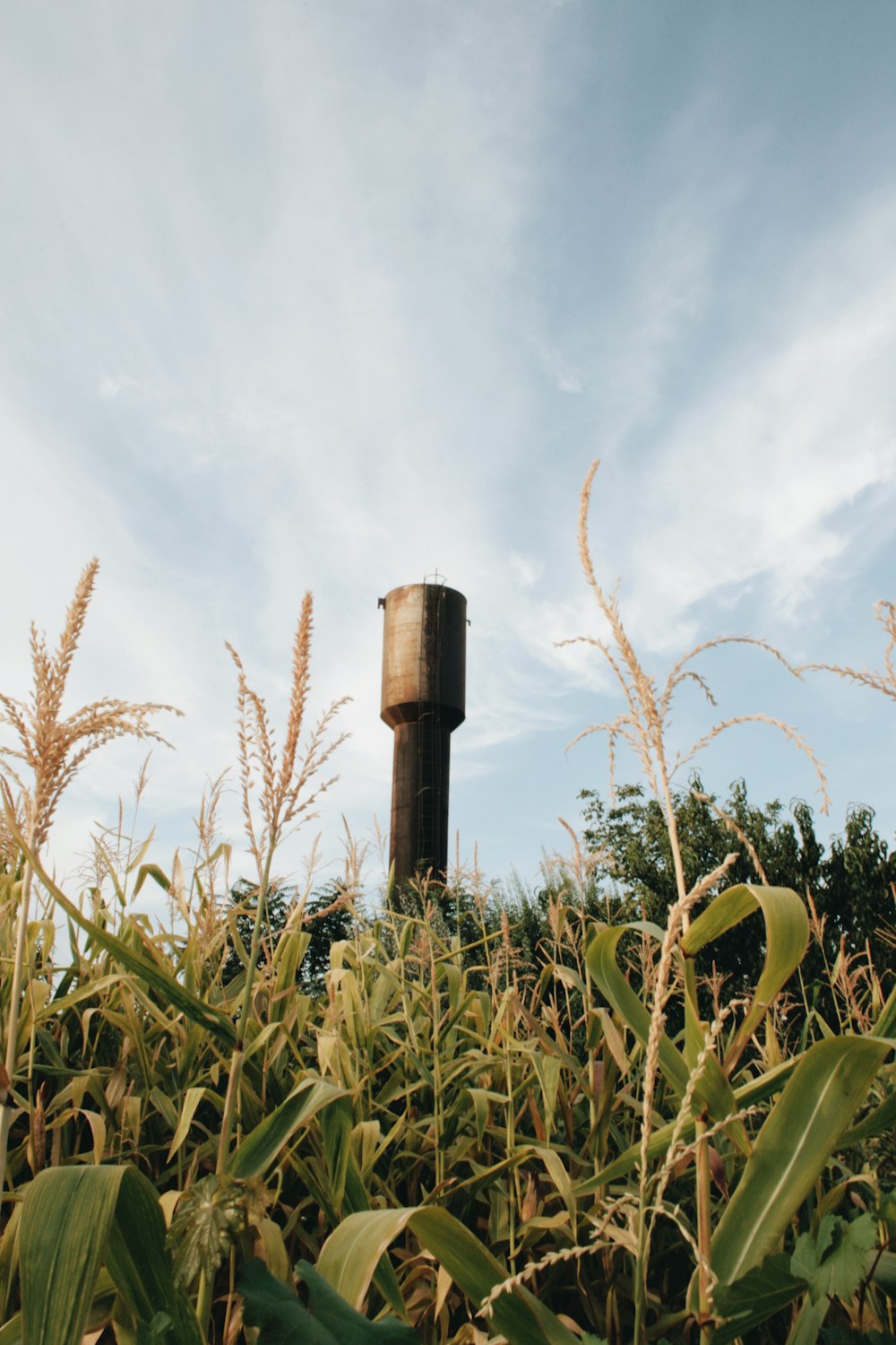 a water tower in the middle of a corn field