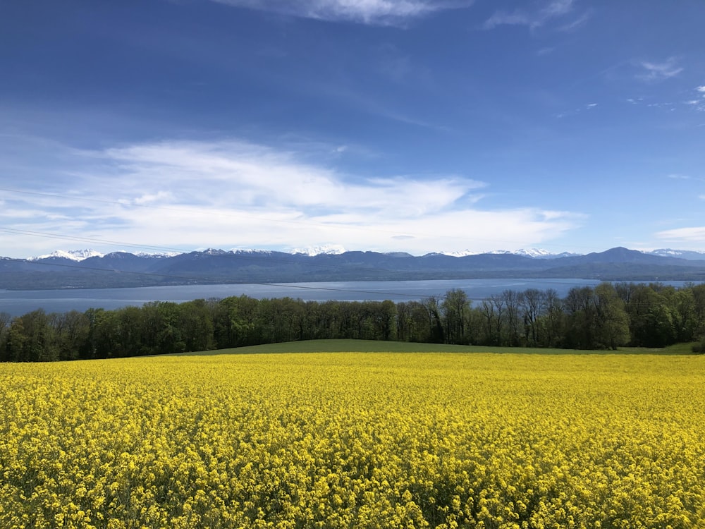 a field of yellow flowers with mountains in the background