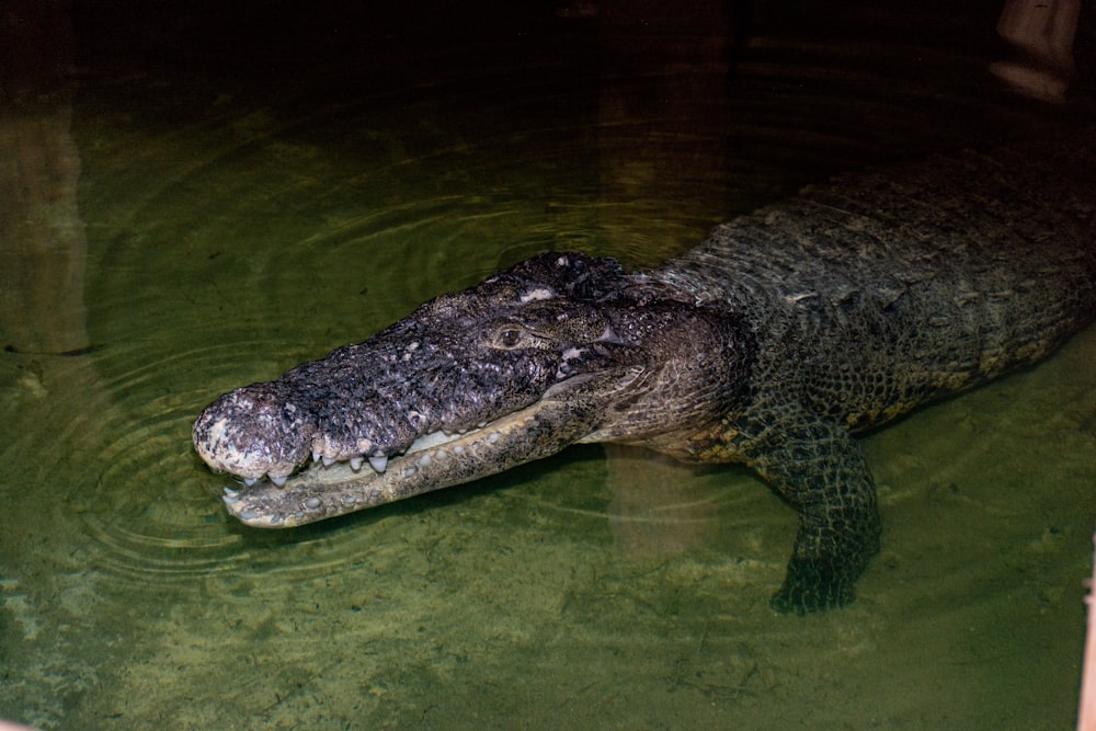 a large alligator in a body of water