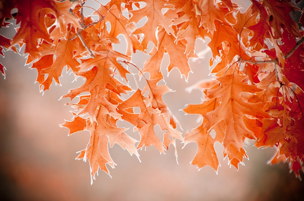 a close up of a tree with orange leaves