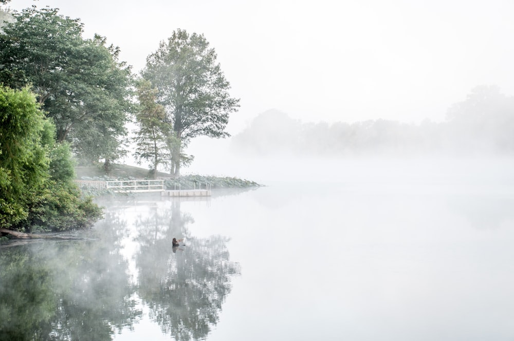 a body of water surrounded by trees and fog