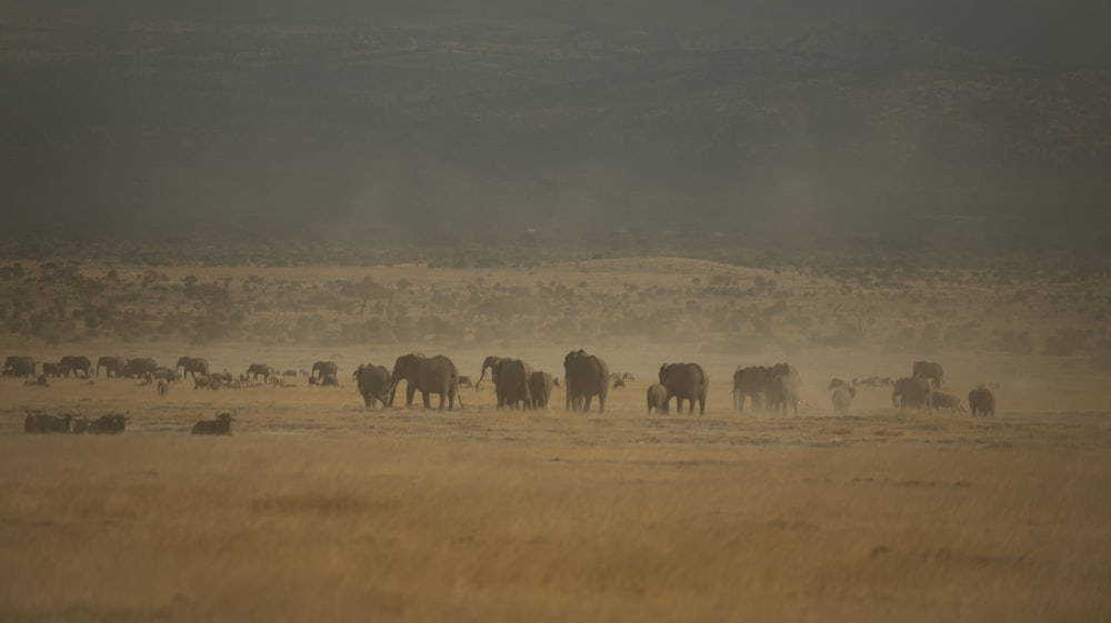 a herd of elephants standing on top of a dry grass field