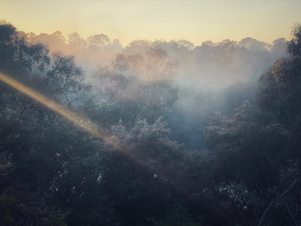 the sun is shining through the trees in the forest