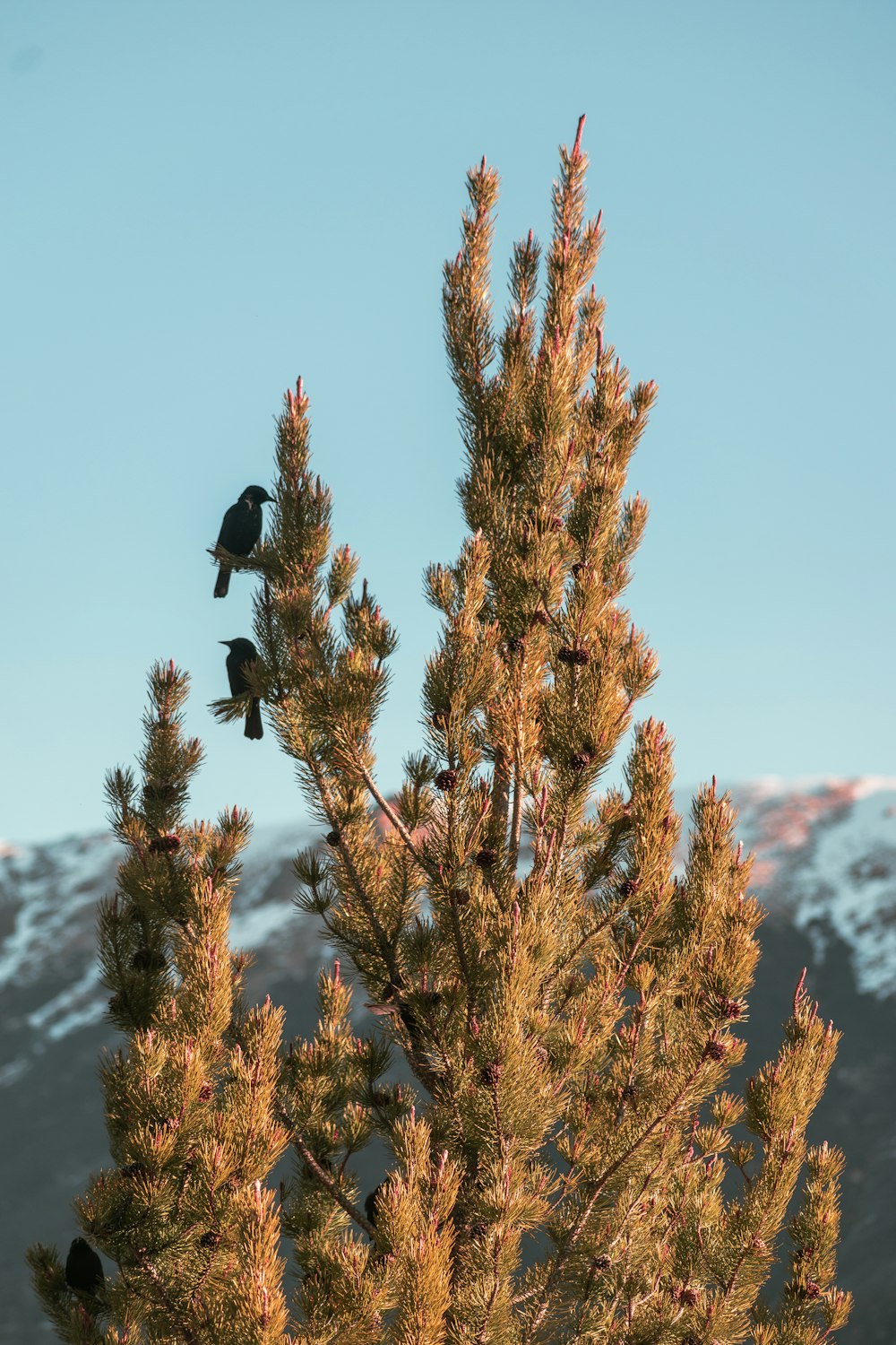 a couple of birds sitting on top of a pine tree