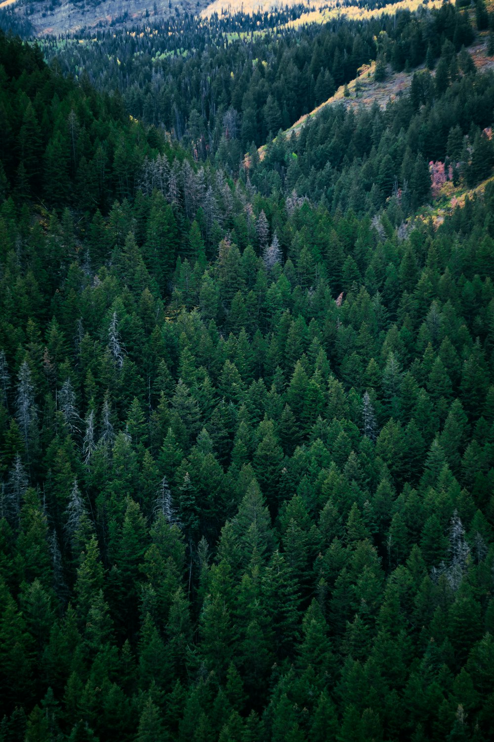Une forêt remplie de beaucoup de grands arbres verts