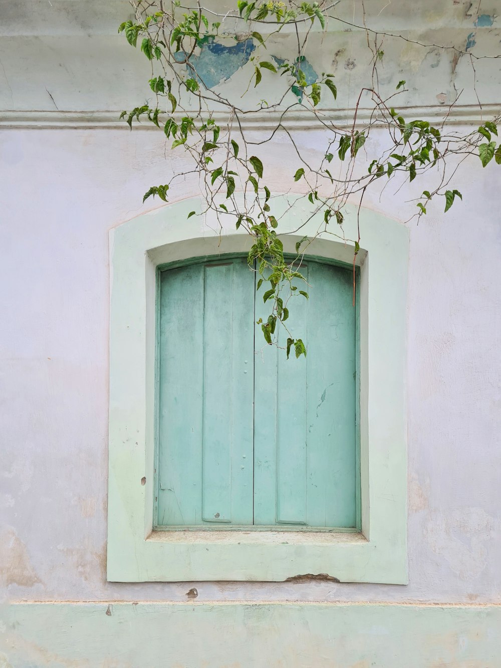 una ventana con un marco verde y una planta que crece fuera de ella