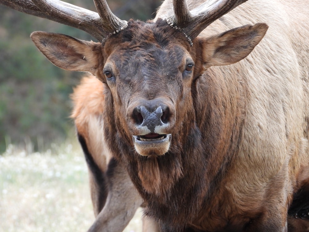 a close up of a deer with antlers on it's head