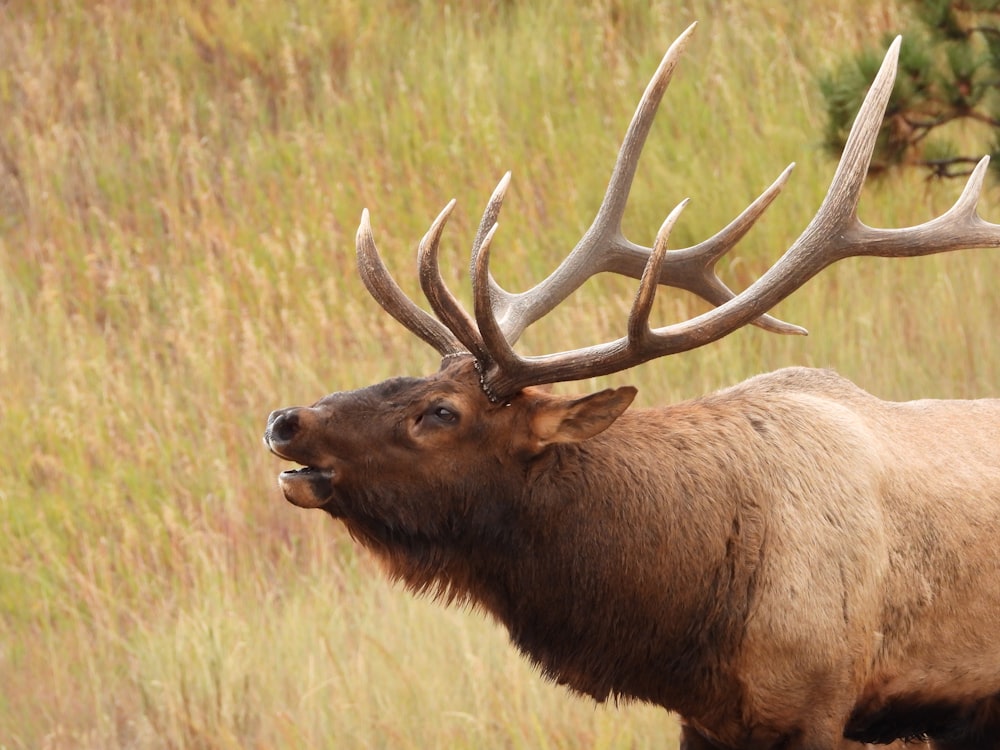 a large elk standing in a field of tall grass