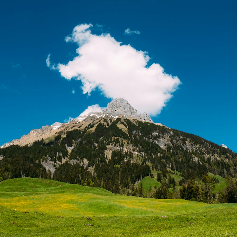 a green field with a mountain in the background