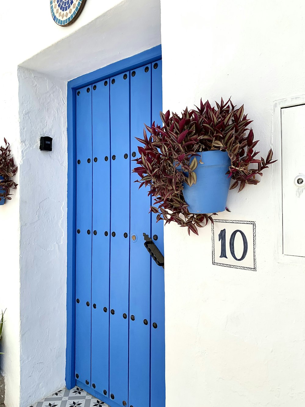 a blue door with a potted plant on it