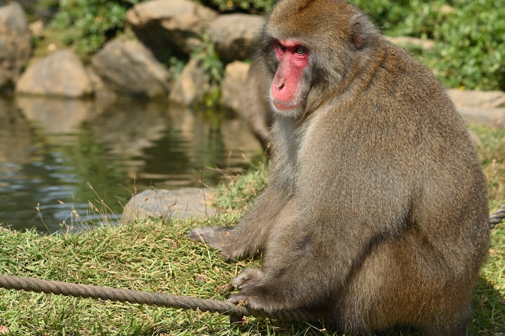 a monkey sitting on the grass next to a body of water