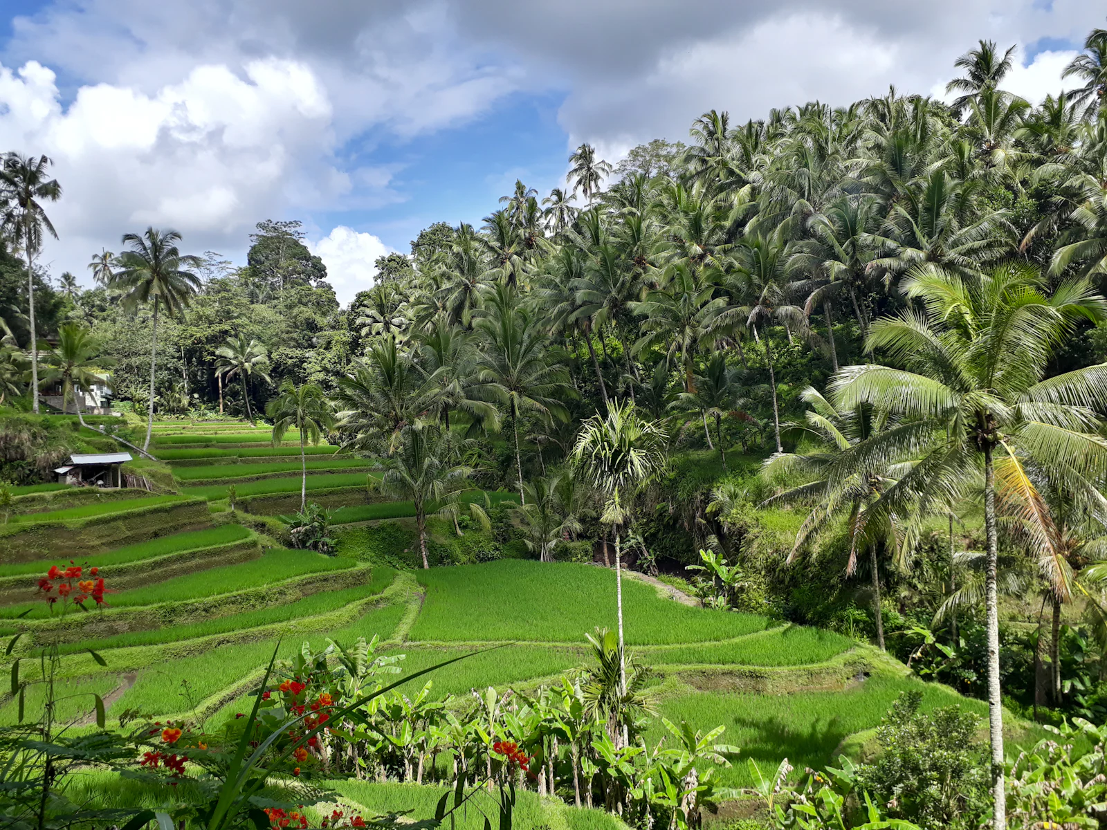 Lush green rice terraces framed by palm trees in Bali, Indonesia