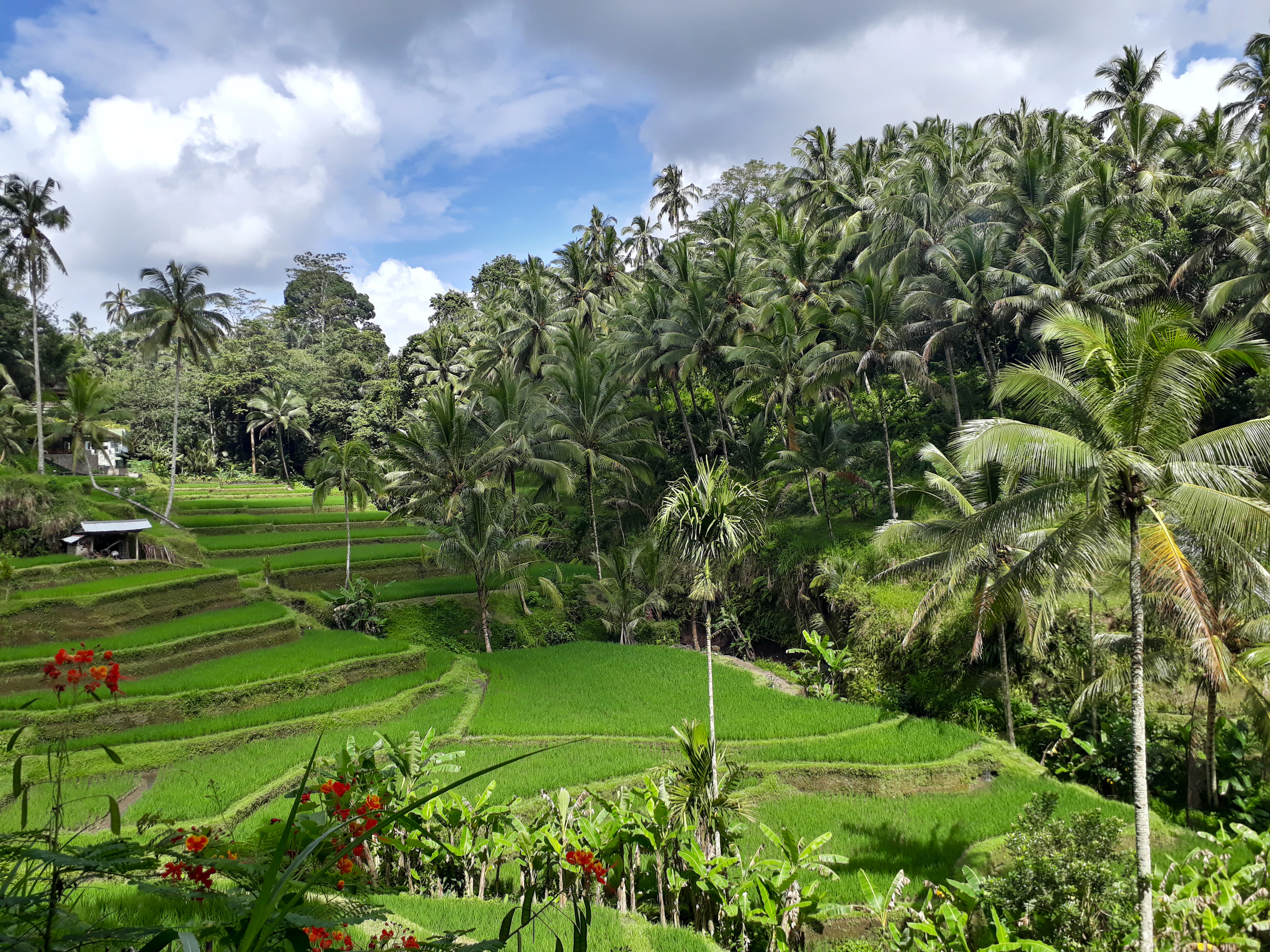Capella Ubud