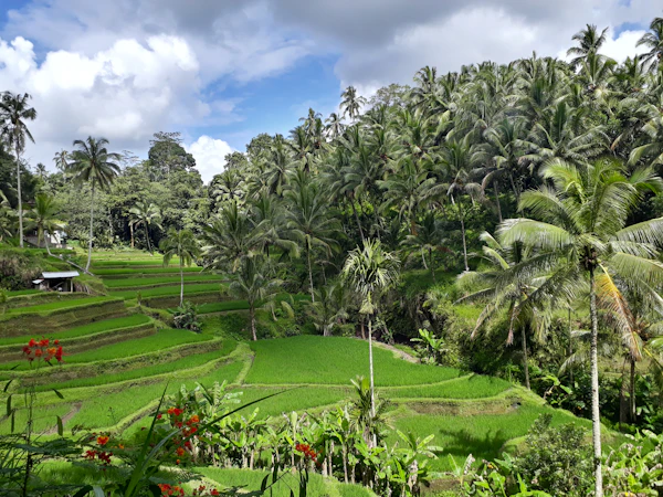 Ubud, Bali, Indonesia photo 2