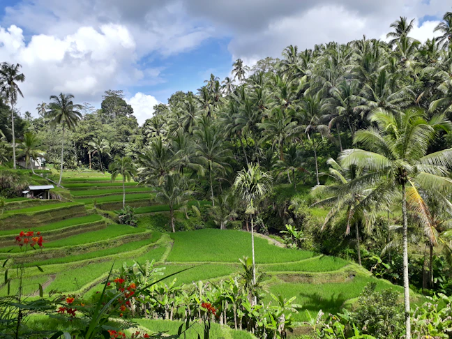 5-Day Ubud Budget Itinerary: Bali Backpacking Guide