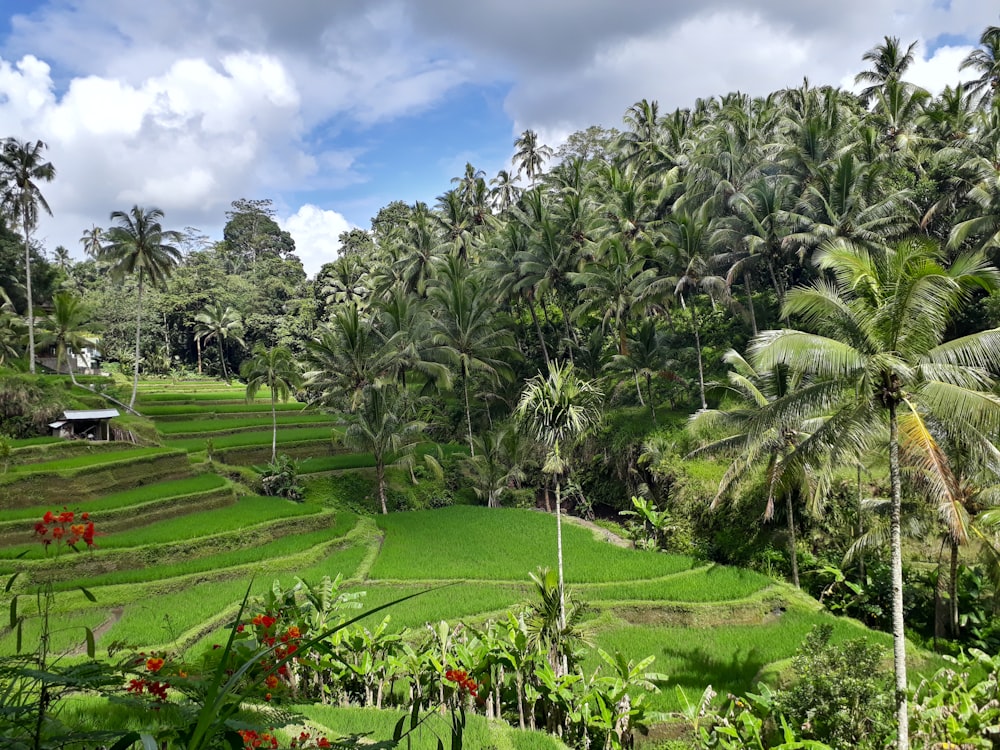 Ein üppiges grünes Reisfeld, umgeben von Palmen