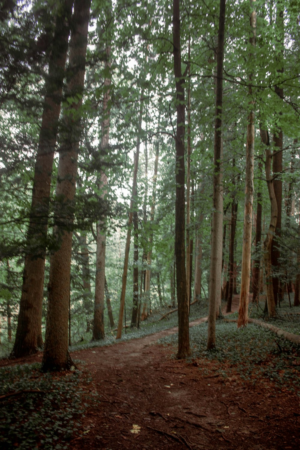 a path through a forest with lots of trees