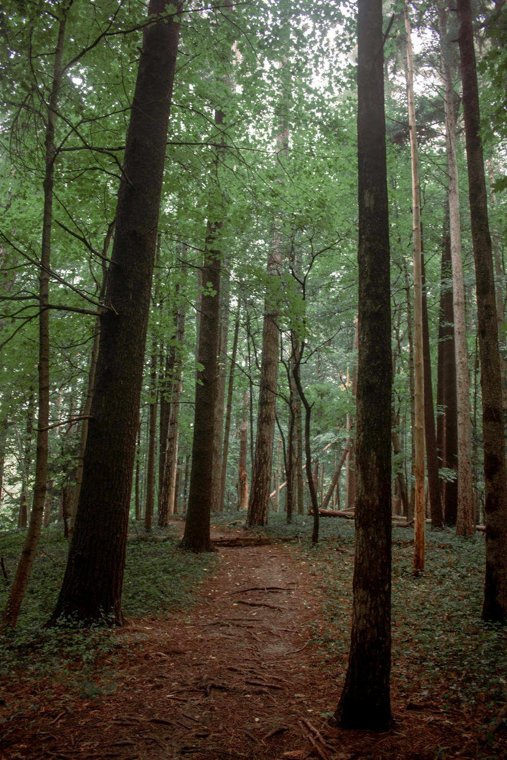 Un chemin au milieu d’une forêt avec beaucoup d’arbres