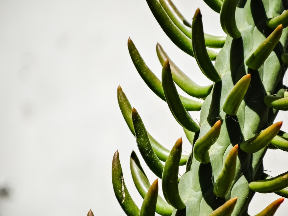 a close up of a green plant with lots of leaves