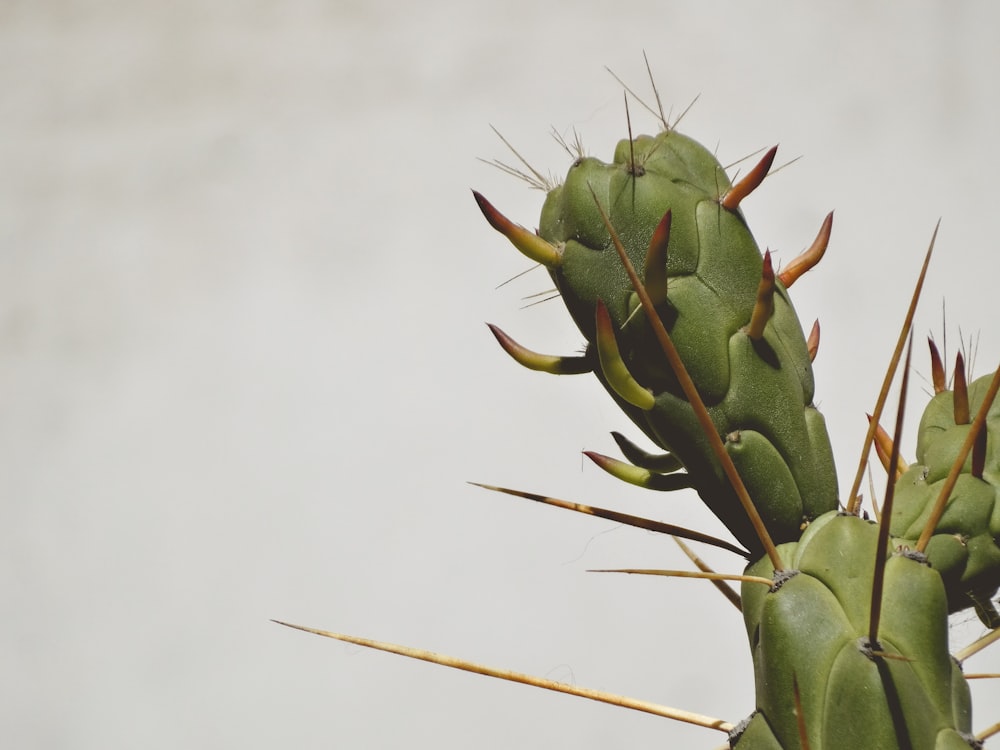 a close up of a green cactus plant