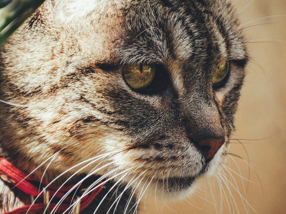 a close up of a cat wearing a collar