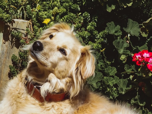 A warm, inviting photo of Gisele playing with a happy dog in a sunlit garden.