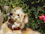 A warm, soft-toned portrait of a calm dog sitting peacefully in a sunlit garden.