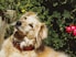 A warm, soft-toned portrait of a calm dog sitting peacefully in a sunlit garden.