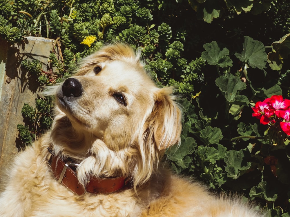 a close up of a dog near some flowers