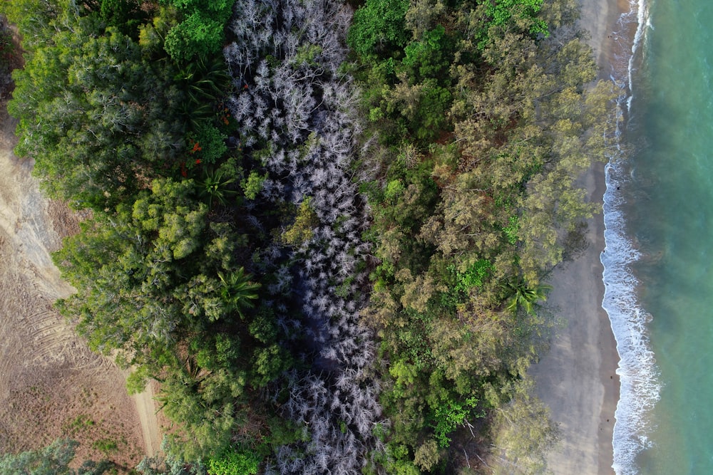 an aerial view of a beach and trees