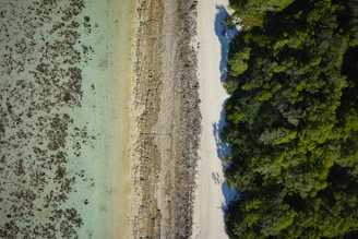 an aerial view of a beach and trees