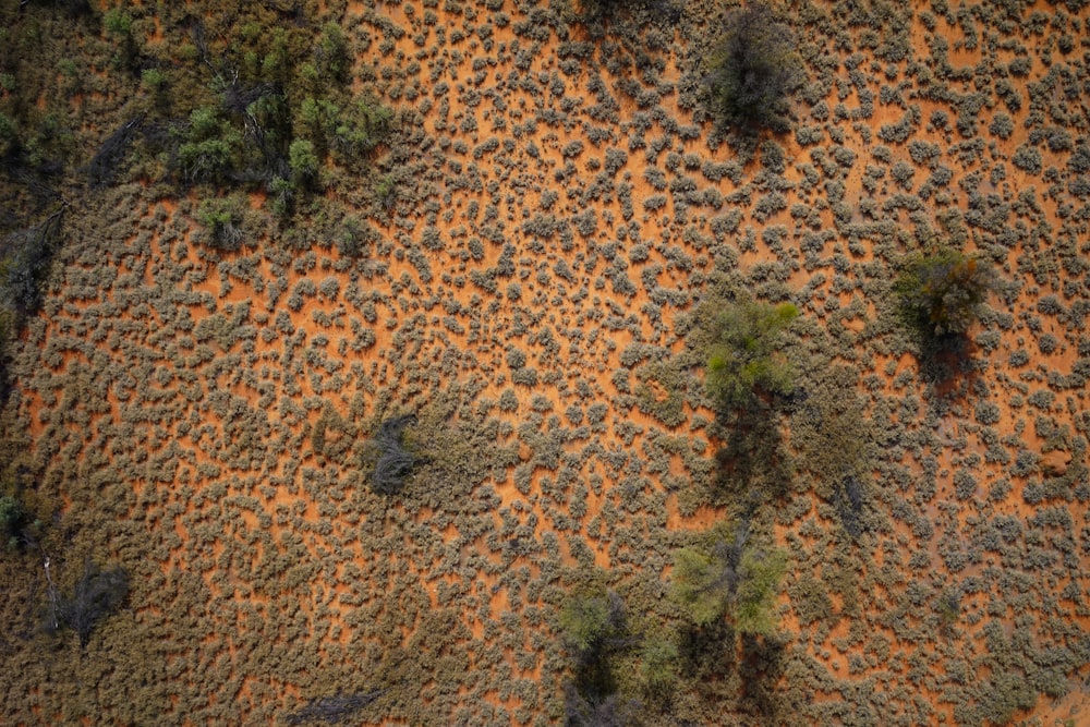 an aerial view of trees and bushes in the desert