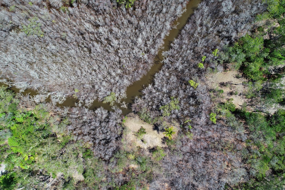 an aerial view of a river running through a forest