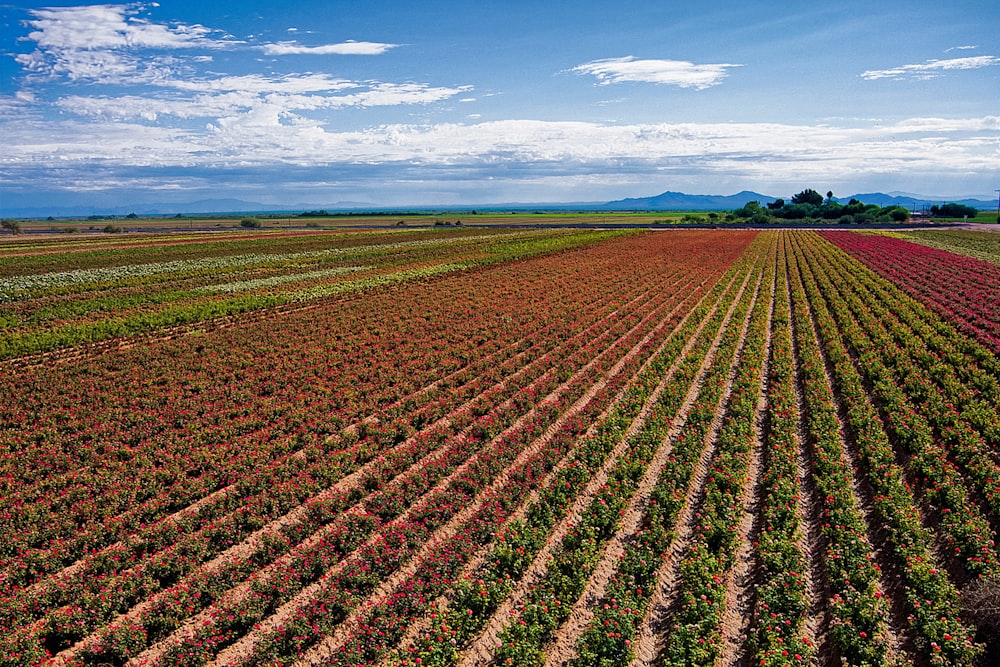 an aerial view of a large field of crops