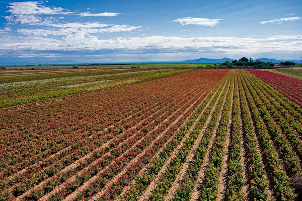 Aerial view of SE Arizona agricultural field from drone