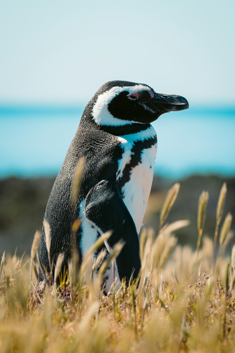 Un pinguino in piedi in un campo di erba alta