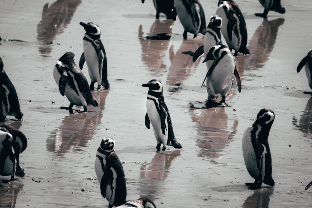 a group of penguins standing on top of a beach