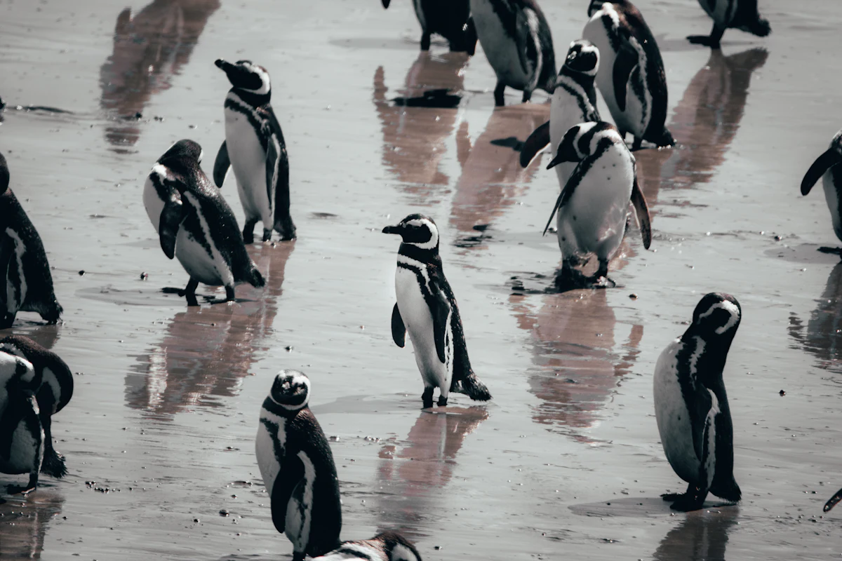 A group of Magellanic penguins walks across wet sand at Punta Tombo, their bodies reflected in the shallow water.