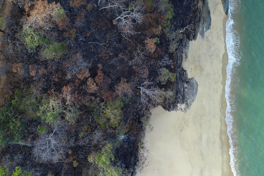 an aerial view of a beach and forest