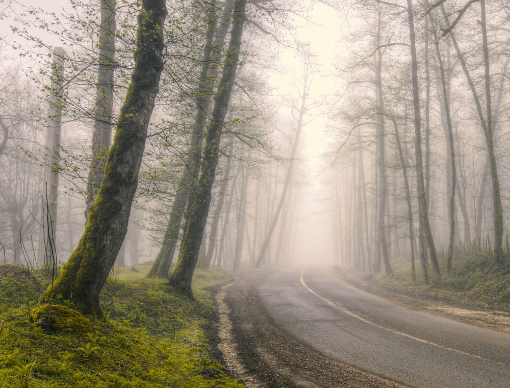 a foggy road in the middle of a forest