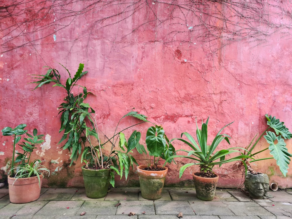 a group of potted plants against a pink wall