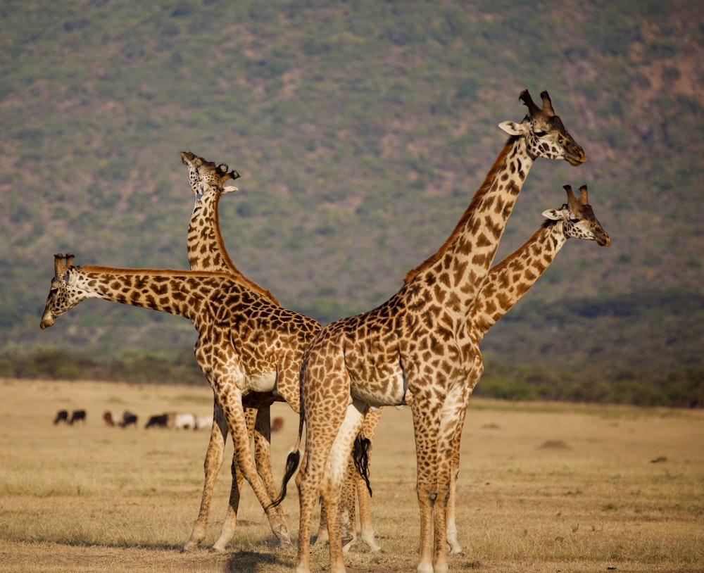 a group of giraffes standing in a field