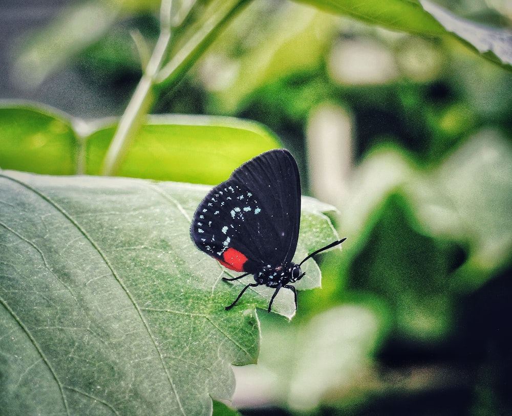 a black and red butterfly sitting on a green leaf