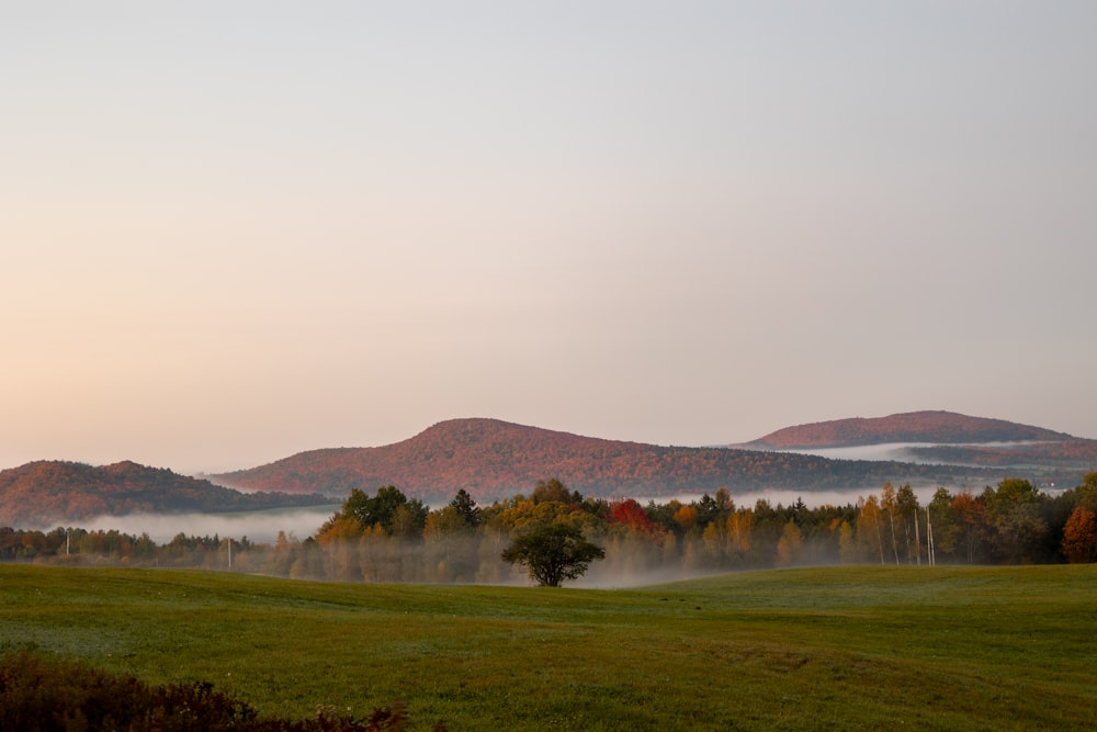 a foggy field with trees and mountains in the background